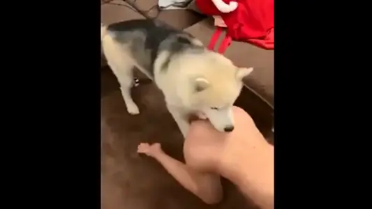 不装逼!让你们看看我的小母狗是怎幺配种的..