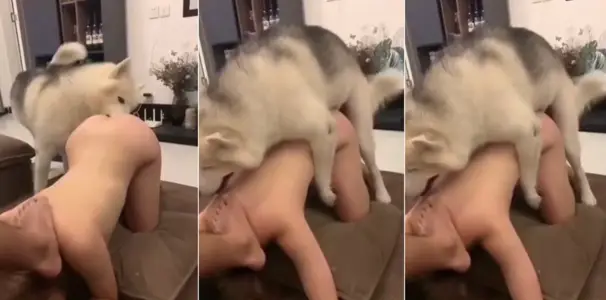 @20206592281 用户上传:狗狗操逼